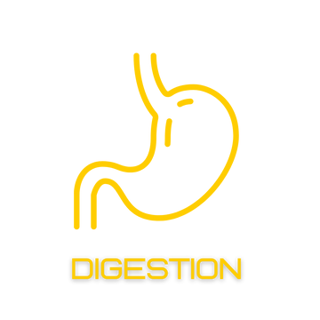 Digestion icon